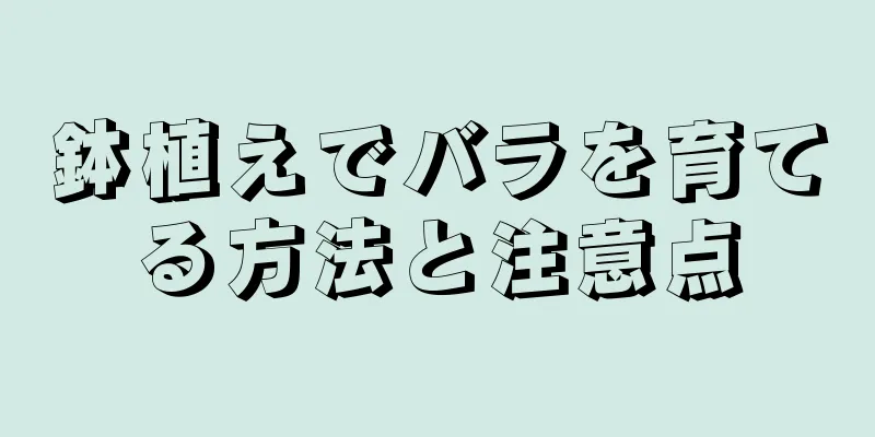 鉢植えでバラを育てる方法と注意点