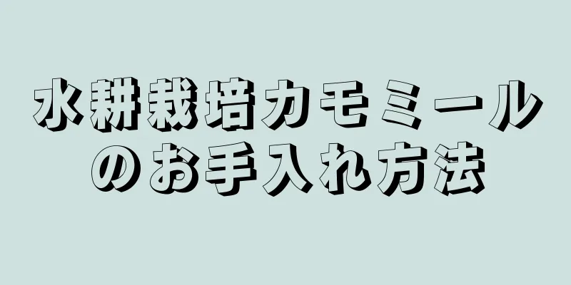 水耕栽培カモミールのお手入れ方法
