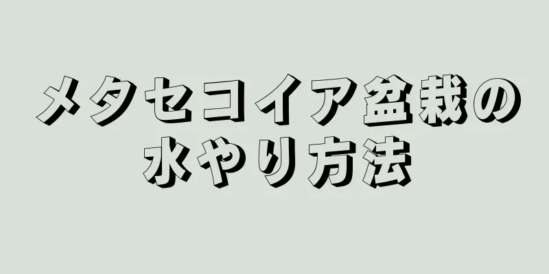 メタセコイア盆栽の水やり方法
