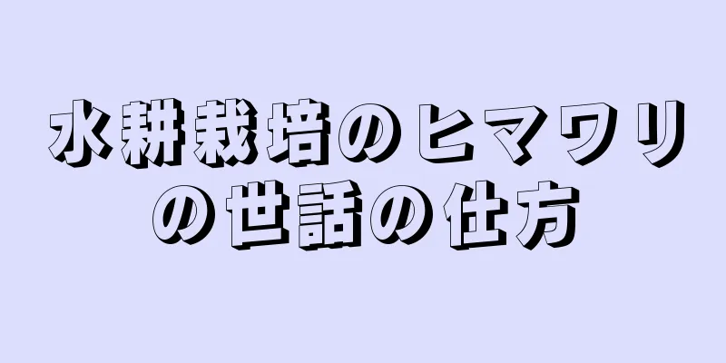 水耕栽培のヒマワリの世話の仕方