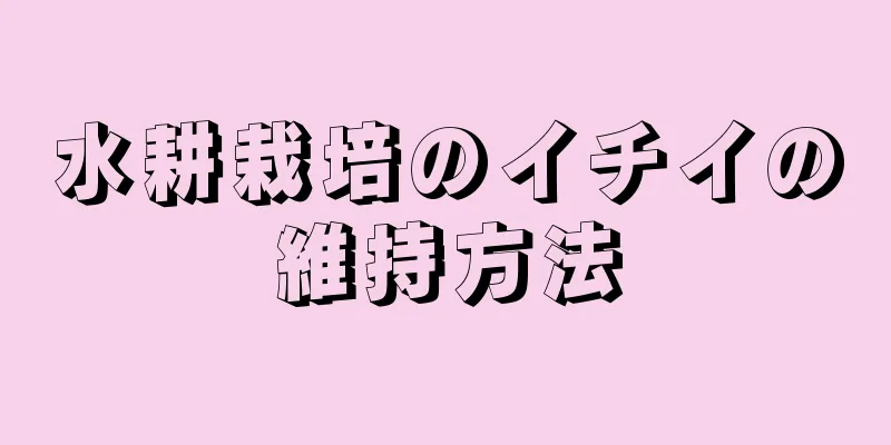 水耕栽培のイチイの維持方法
