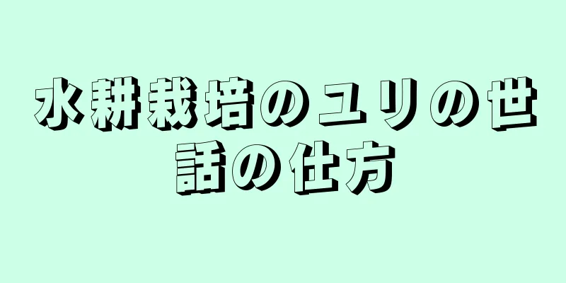 水耕栽培のユリの世話の仕方