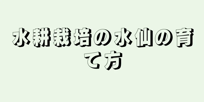 水耕栽培の水仙の育て方