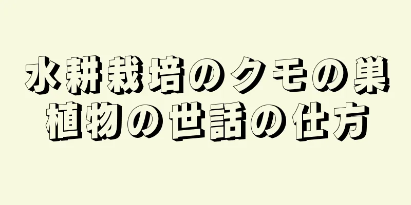 水耕栽培のクモの巣植物の世話の仕方