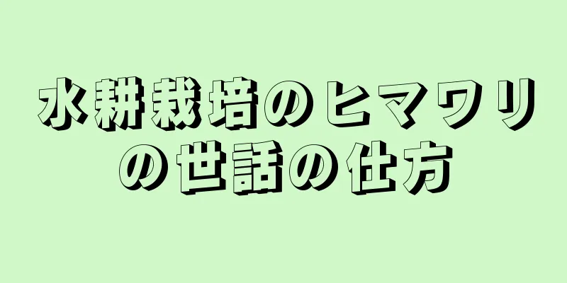 水耕栽培のヒマワリの世話の仕方