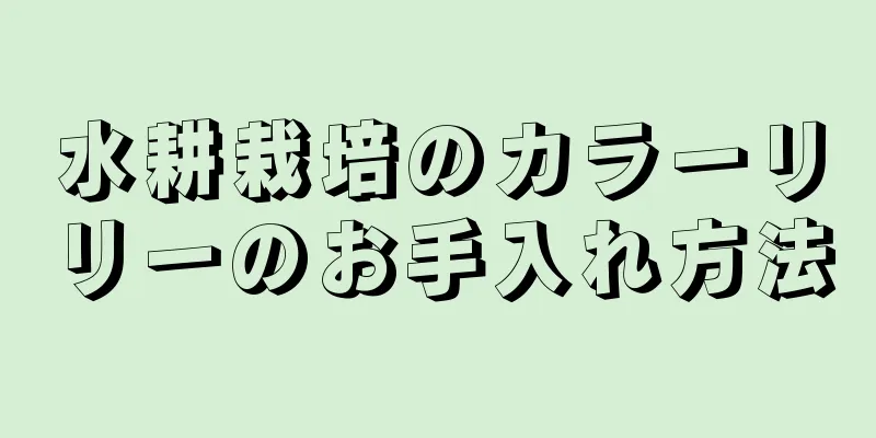 水耕栽培のカラーリリーのお手入れ方法