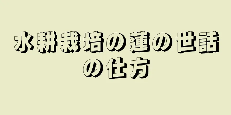水耕栽培の蓮の世話の仕方