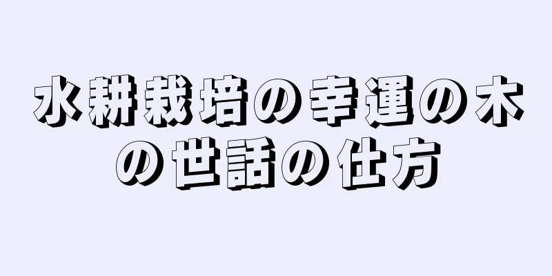水耕栽培の幸運の木の世話の仕方