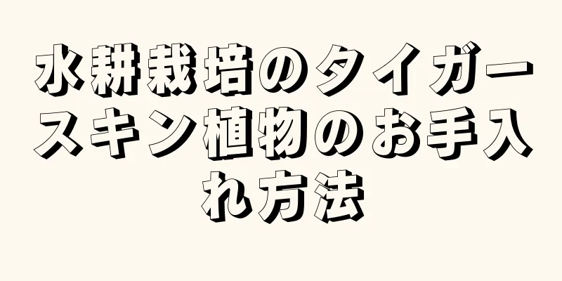 水耕栽培のタイガースキン植物のお手入れ方法