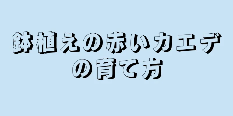 鉢植えの赤いカエデの育て方