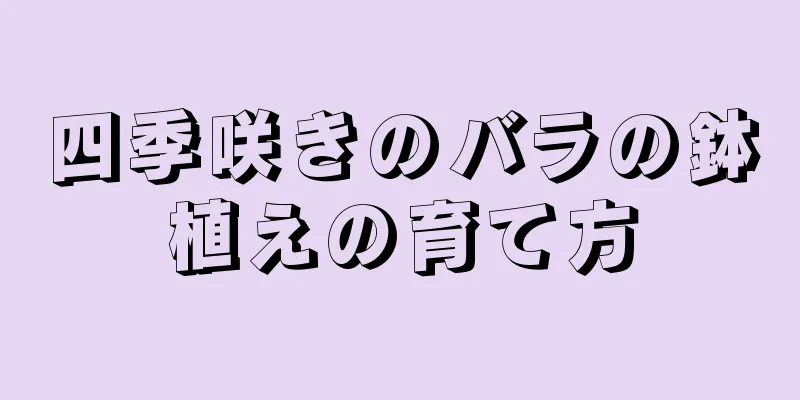 四季咲きのバラの鉢植えの育て方