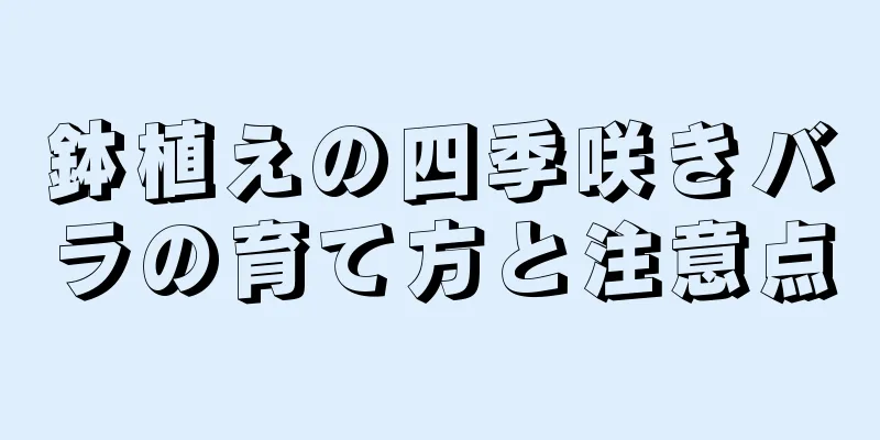 鉢植えの四季咲きバラの育て方と注意点
