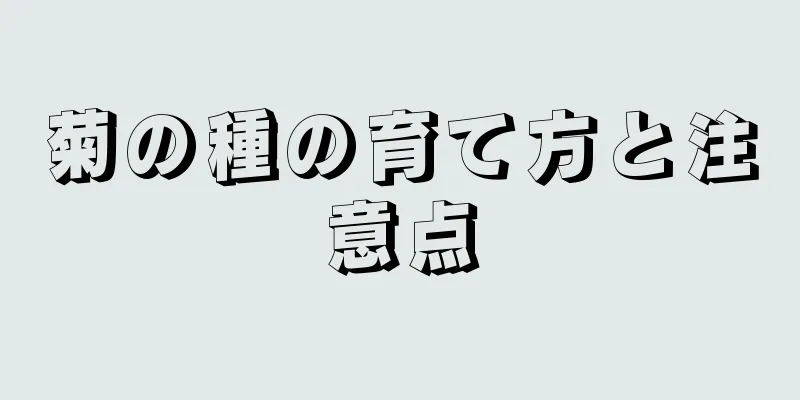 菊の種の育て方と注意点
