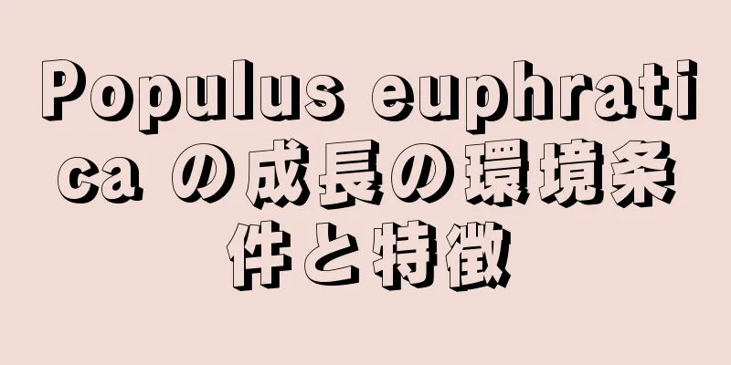 Populus euphratica の成長の環境条件と特徴
