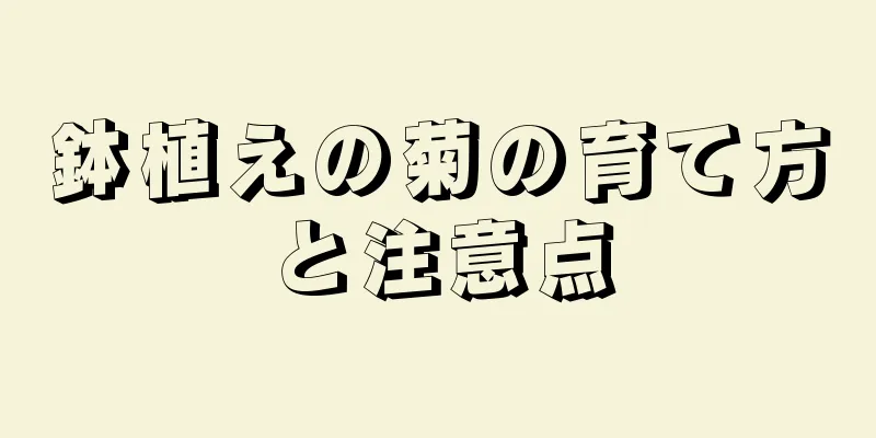 鉢植えの菊の育て方と注意点