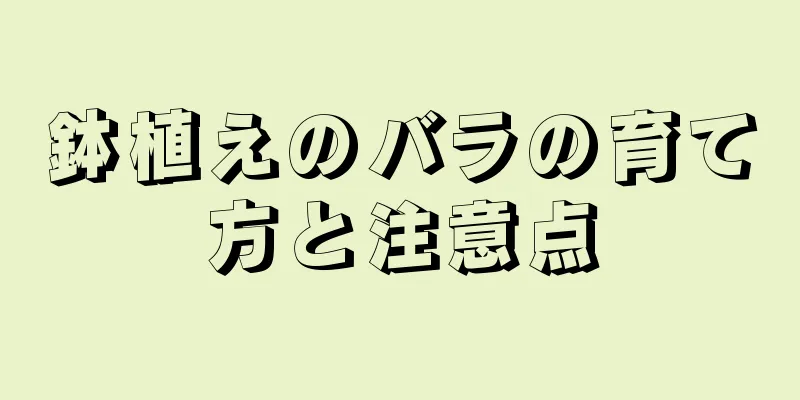 鉢植えのバラの育て方と注意点