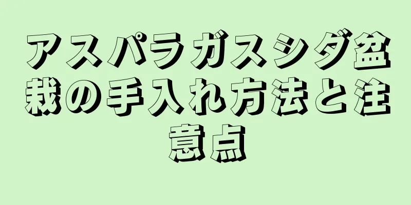 アスパラガスシダ盆栽の手入れ方法と注意点