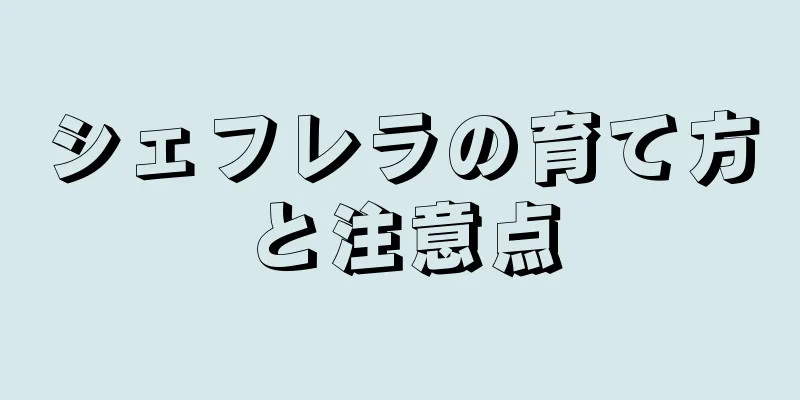 シェフレラの育て方と注意点