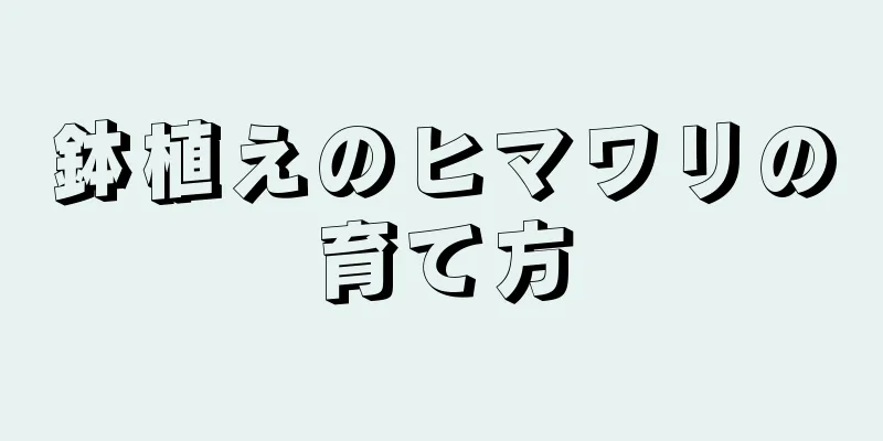 鉢植えのヒマワリの育て方