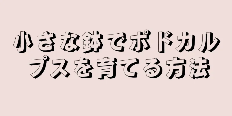 小さな鉢でポドカルプスを育てる方法