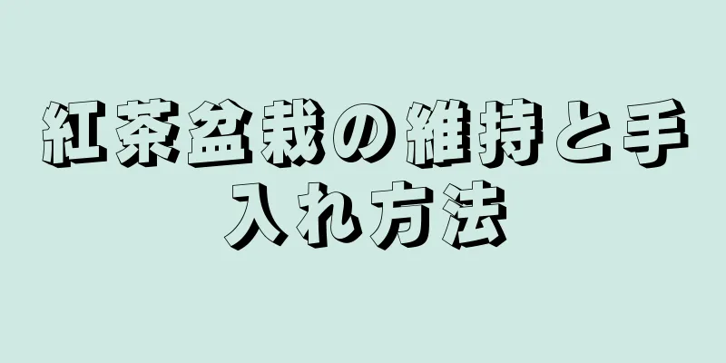 紅茶盆栽の維持と手入れ方法