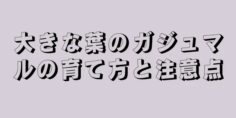 大きな葉のガジュマルの育て方と注意点