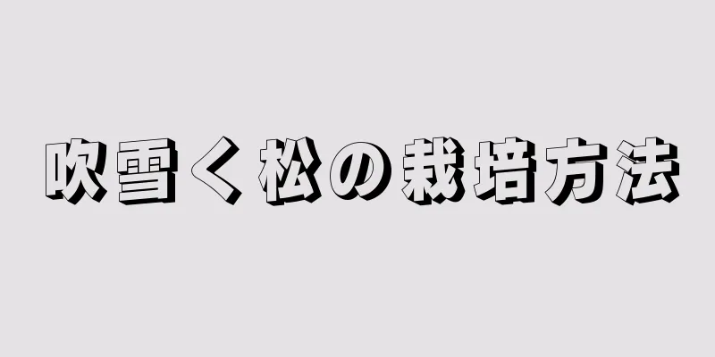 吹雪く松の栽培方法
