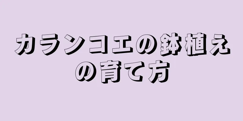 カランコエの鉢植えの育て方