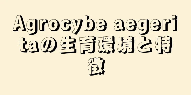 Agrocybe aegeritaの生育環境と特徴