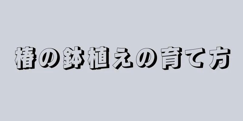 椿の鉢植えの育て方