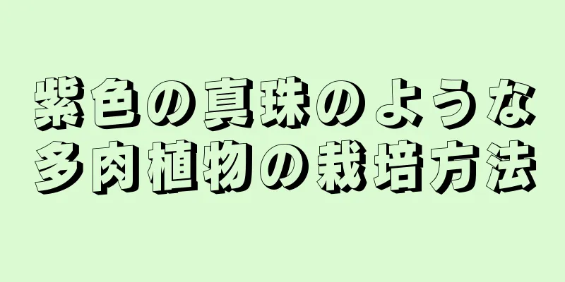 紫色の真珠のような多肉植物の栽培方法