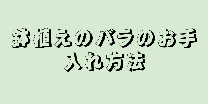 鉢植えのバラのお手入れ方法