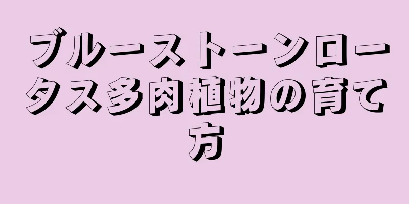 ブルーストーンロータス多肉植物の育て方