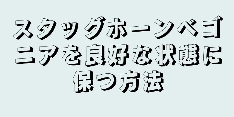 スタッグホーンベゴニアを良好な状態に保つ方法