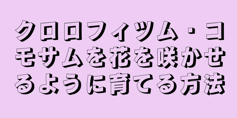 クロロフィツム・コモサムを花を咲かせるように育てる方法