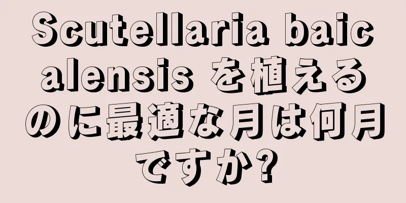 Scutellaria baicalensis を植えるのに最適な月は何月ですか?
