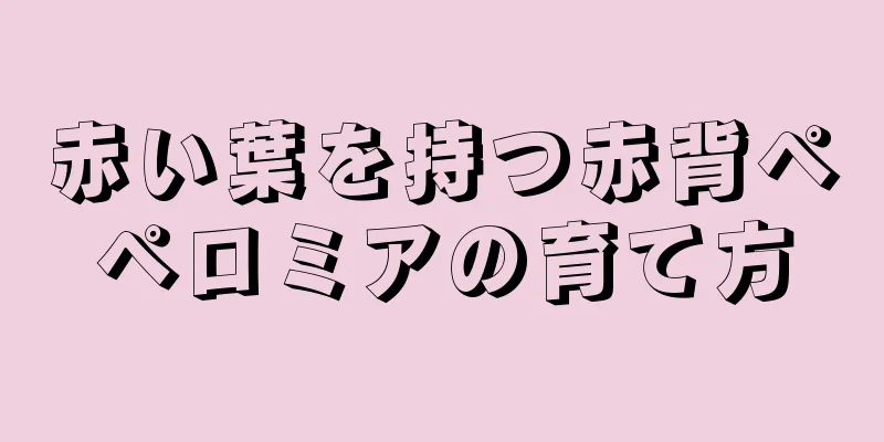 赤い葉を持つ赤背ペペロミアの育て方