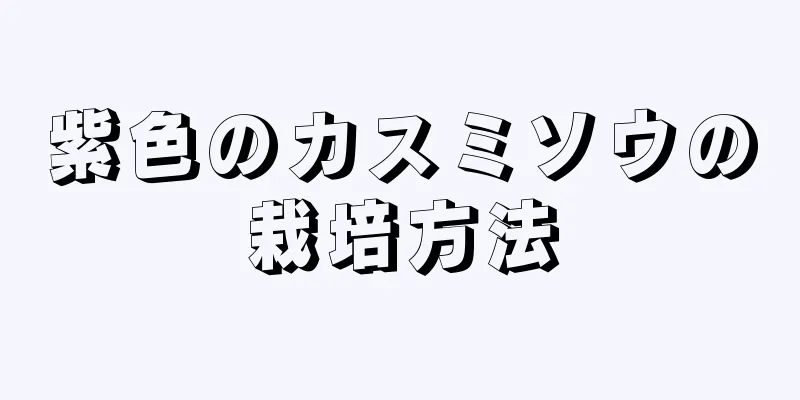 紫色のカスミソウの栽培方法