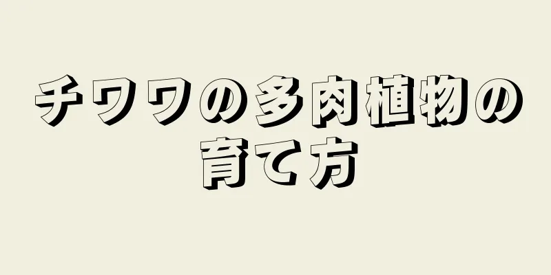 チワワの多肉植物の育て方