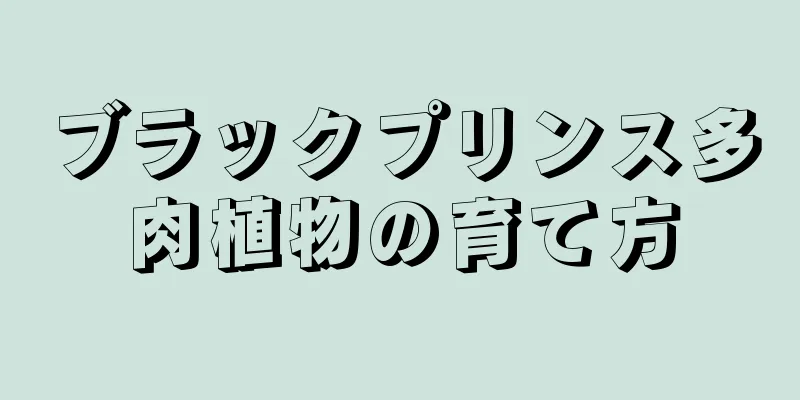 ブラックプリンス多肉植物の育て方