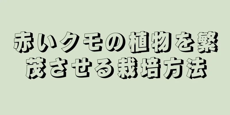 赤いクモの植物を繁茂させる栽培方法