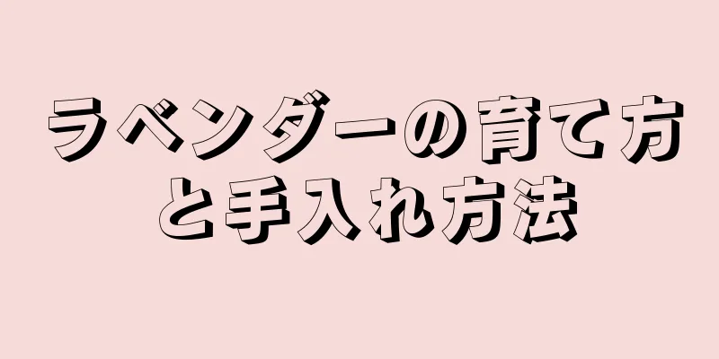 ラベンダーの育て方と手入れ方法