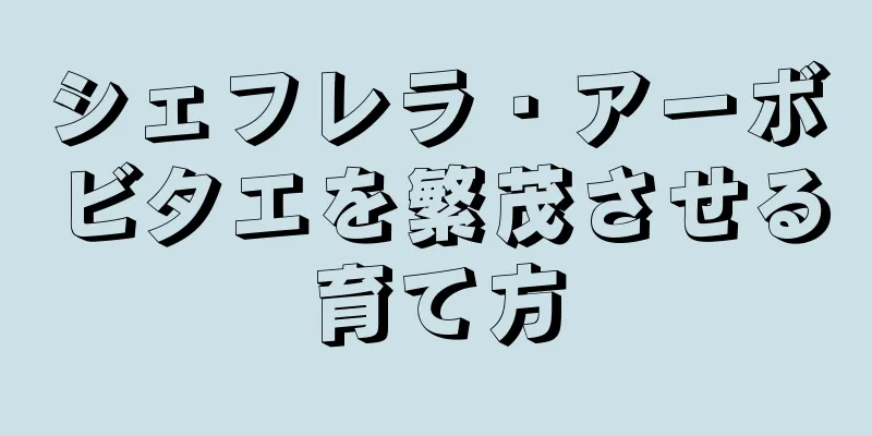 シェフレラ・アーボビタエを繁茂させる育て方