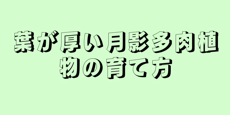 葉が厚い月影多肉植物の育て方