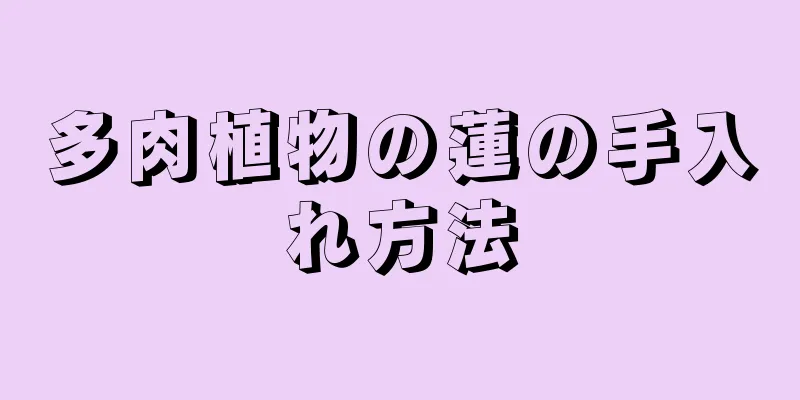多肉植物の蓮の手入れ方法