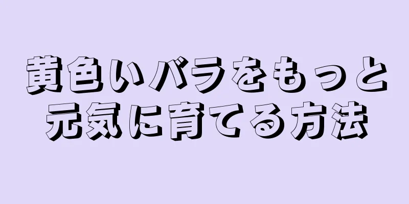 黄色いバラをもっと元気に育てる方法