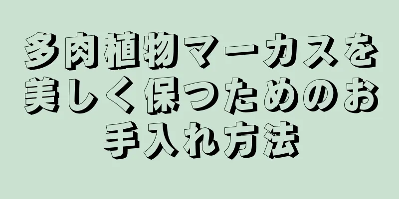 多肉植物マーカスを美しく保つためのお手入れ方法