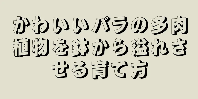 かわいいバラの多肉植物を鉢から溢れさせる育て方