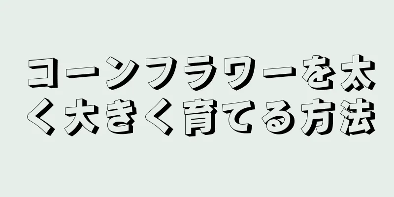 コーンフラワーを太く大きく育てる方法