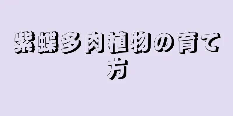 紫蝶多肉植物の育て方